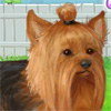 Club yorkshire terrier